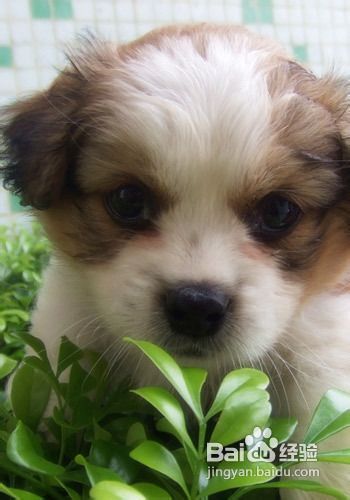 宠物饮食：鸡蛋白适合小狗食用吗？