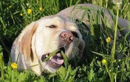 偏食给宠物狗带来的健康危害