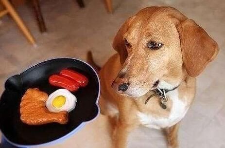 偏食给宠物狗带来的健康危害