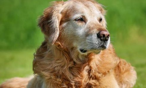 宠物狗健康：如何让你的狗狗拥有健康的生活方式