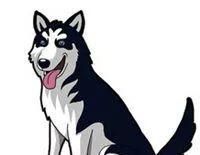 为了狗狗的健康，请耐心看完这十条狗狗健康建议，绝对受益匪浅