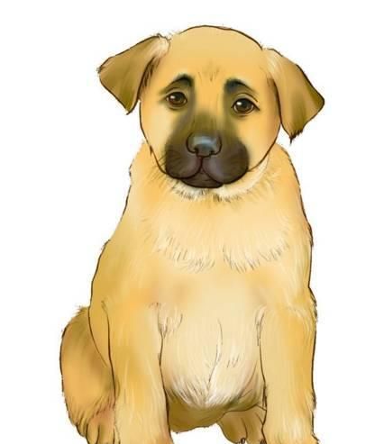 为了狗狗的健康，请耐心看完这十条狗狗健康建议，绝对受益匪浅