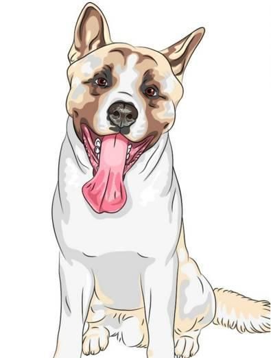 为了狗狗的健康，请耐心看完这十条狗狗健康建议，绝对受益匪浅