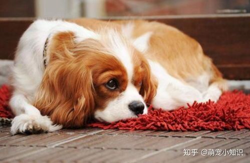 宠物狗怎么看健康状况啊