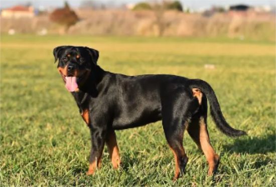 罗威纳犬怎么养 饮食健康对罗威纳犬很重要