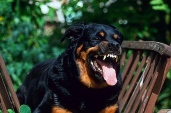 罗威纳犬怎么养 饮食健康对罗威纳犬很重要