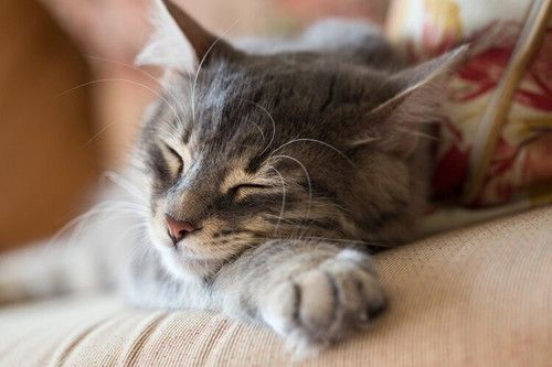 带猫旅行需要注意什么？