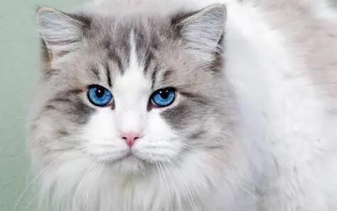 为什么猫和狗会偏爱某些味道？这篇文章给你答案！