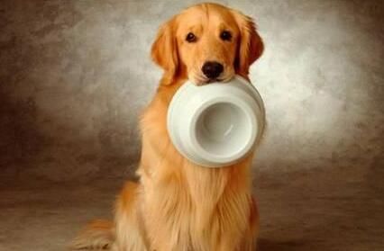 为什么猫和狗会偏爱某些味道？这篇文章给你答案！