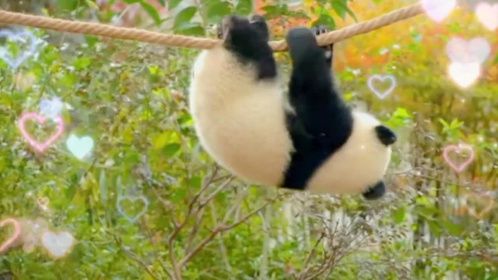 看看熊猫文静体育表演的怎么样，国宝大熊猫