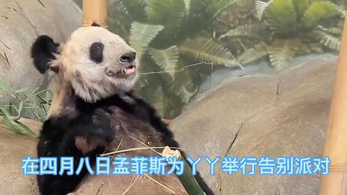 孟菲斯表示丫丫要四月底才能回国，国宝大熊猫