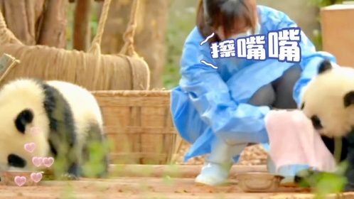 看熊猫仔吃盆盆奶，吃完追着小姐姐不放，真的好萌