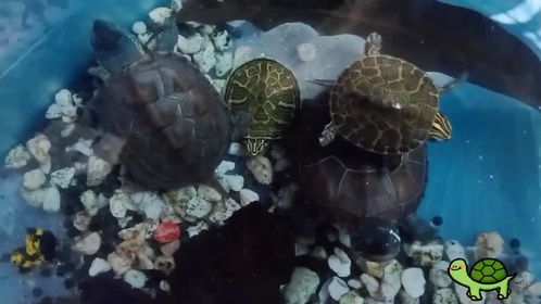 水中的小龟龟可爱吗，养龟日常