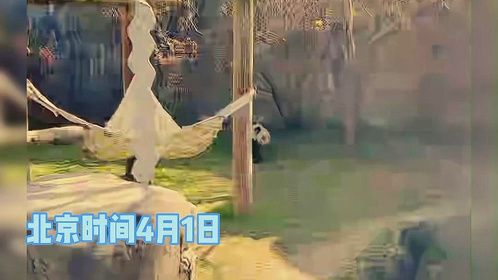 熊猫丫丫在场内吃竹子干饭