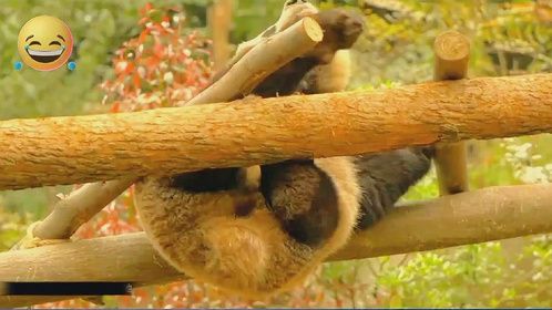 看看可爱的熊猫金宵杂技玩的怎么样