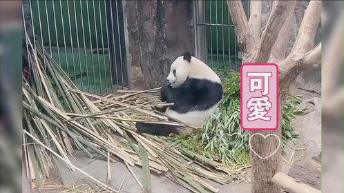 看看梅清干饭真香，国宝大熊猫