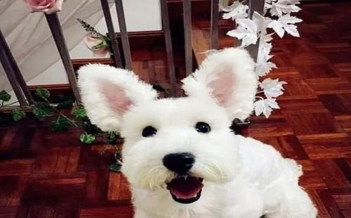 家里的宠物狗怎么陪它玩