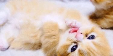 宠物狗狗咳咳有痰怎么办（预防和治疗狗狗的咳嗽和痰）