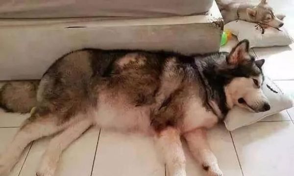 宠物狗狗咳咳有痰怎么办（预防和治疗狗狗的咳嗽和痰）