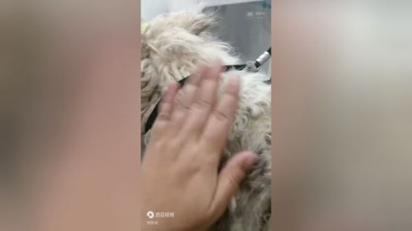 Thumbplayer Poster Plugin Image