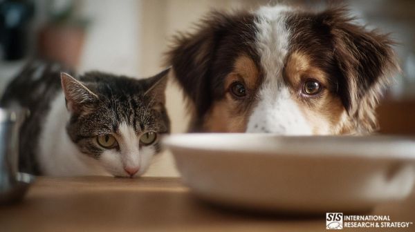 SIS 国际市场研究与战略