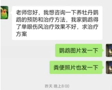 鹦鹉单眼伤风的预防和治疗
