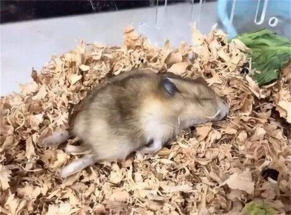 仓鼠死前都有哪些表现？