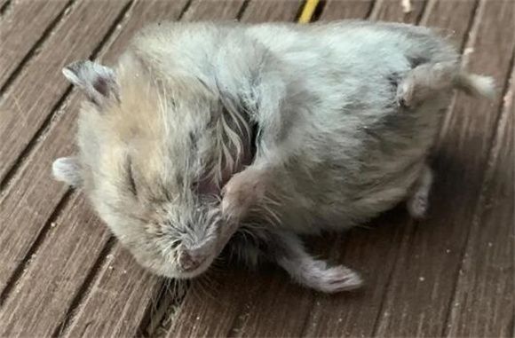 仓鼠死前都有哪些表现？