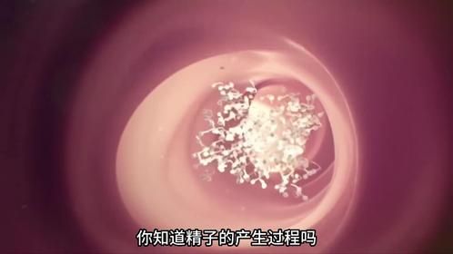 你知道精子是如何产生的吗？