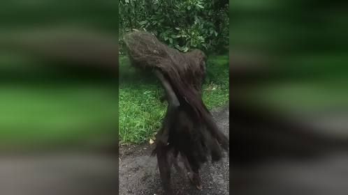 探索原始森林里的食人族