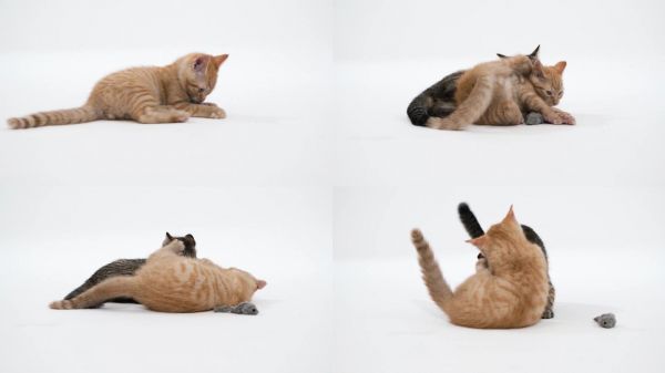 小猫咪玩耍娱乐搞笑萌宠动物