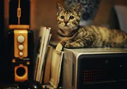 如何在家里为猫咪修剪四肢