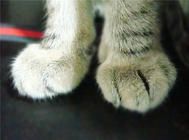 猫咪脚下的毛要修剪吗？