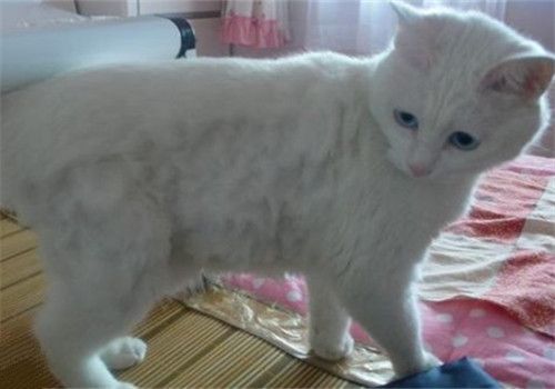 猫咪美容的三大要点