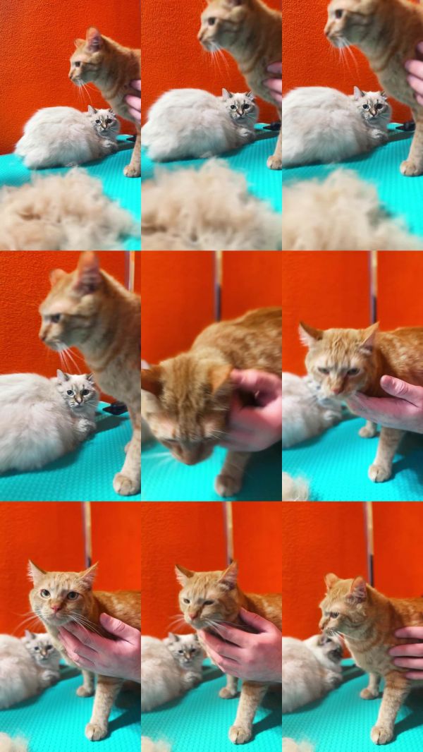 宠物美容院里的猫。修剪猫咪的毛发。宠物护理与卫生