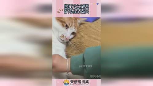 熊孩子手欠去薅猫，妈妈多次警告无用，接下来操作太霸气！