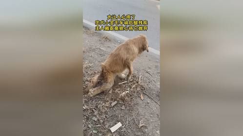 改写不公命运！曾经车祸失去双腿的狗狗，如今在温暖中重获新生！