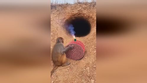 “猴子也爱玩火？！”