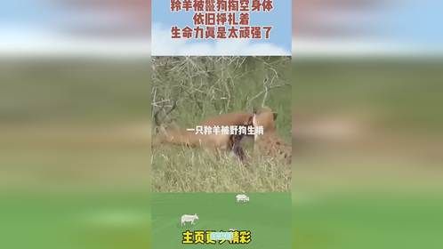 羚羊被鬣狗掏空身体，依旧挣扎着，生命力真是太顽强了