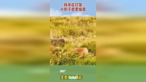 羚羊在打架，小豹子想要偷袭