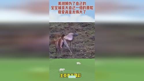 美洲狮为了自己的宝宝捕食大自己一倍的原鸵，母爱真是太伟大了