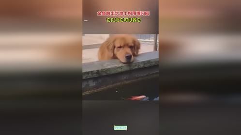 金鱼跳出水池，小狗用嘴叼回