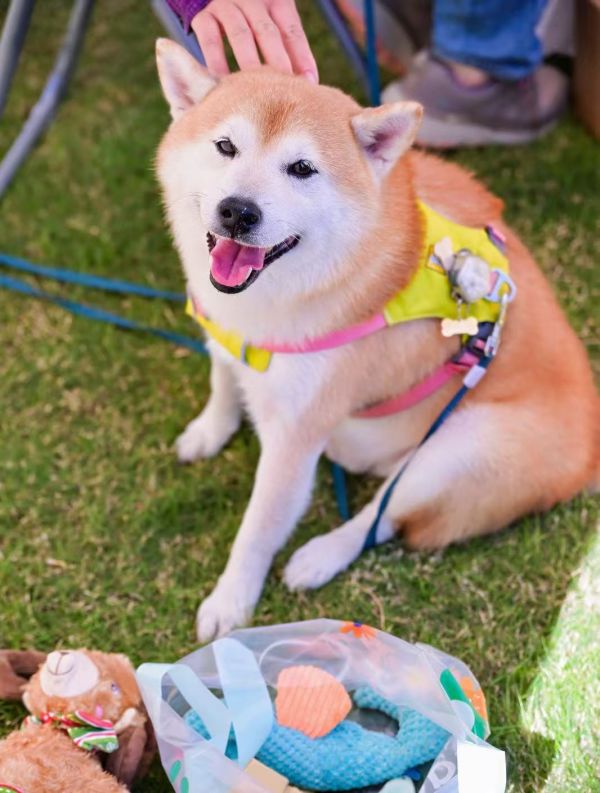 图为2025上海宠物时装周上的萌宠（记者 杨溢仁摄）