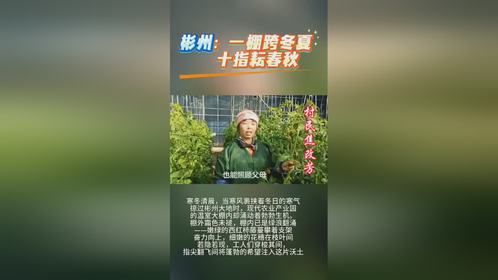 彬州：寒棚聚暖意 沃野绘丰金