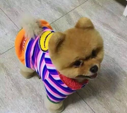 袖珍犬品种盘点：迷你宠物大盘点