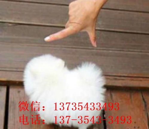 袖珍犬品种盘点：迷你宠物大盘点