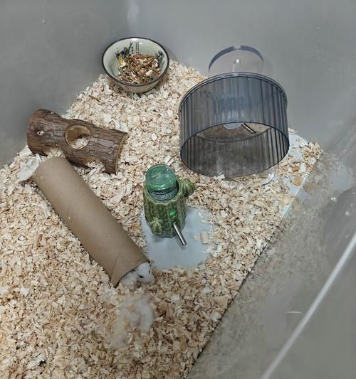 仓鼠笼子里应该放些什么？如何打造适合仓鼠的生活环境？