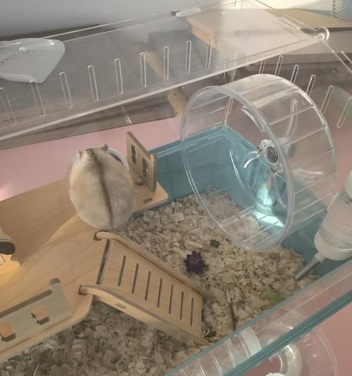 仓鼠笼子里应该放些什么？如何打造适合仓鼠的生活环境？