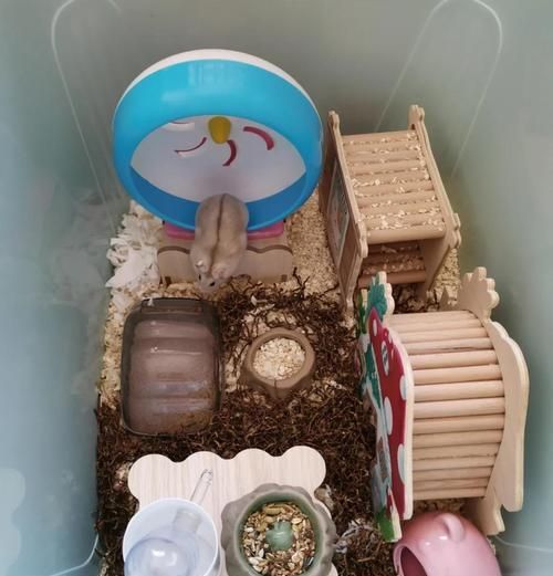 仓鼠笼子里应该放些什么？如何打造适合仓鼠的生活环境？