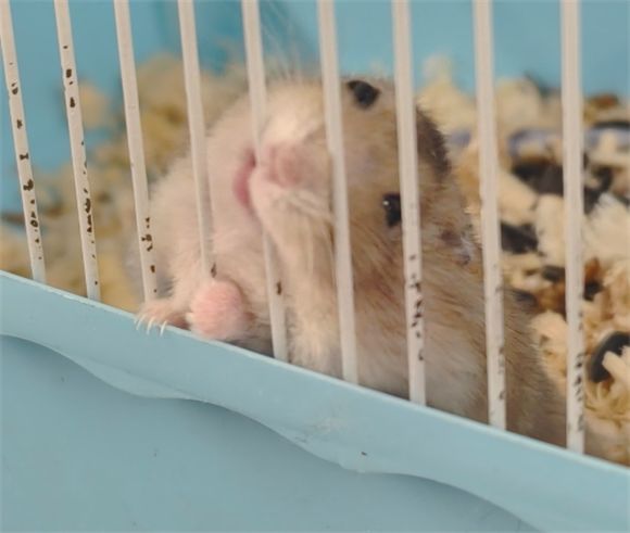 小仓鼠该怎么养，需要注意哪些？